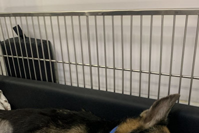 Morre cadela atingida por bala perdida em Quintino