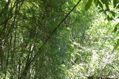 Prefeitura de Magé finaliza curso de introdução à apicultura