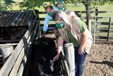 Agricultura facilita vacinação de animais, em articulação contra brucelose no município