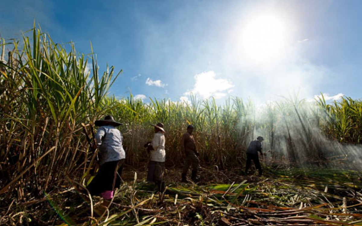 Desde 1995, muitos escravizados foram resgatados em regiões onde se cultiva a cana-de-açúcar