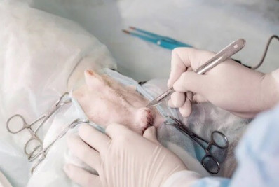 Parceria entre Prefeitura e Estado já esterilizou mais de 100 animais em Búzios