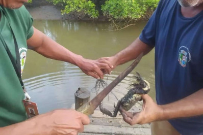 Fiscais do Ambiente libertam mil caranguejos capturados em Paraty