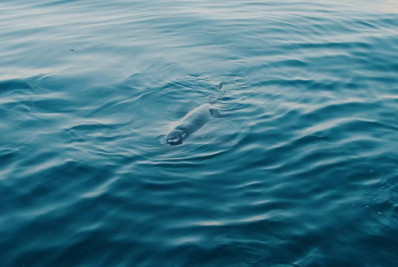 Projeto de Monitoramento de Praias devolve ao mar Orca-pigmeia Tereza na Costa Verde