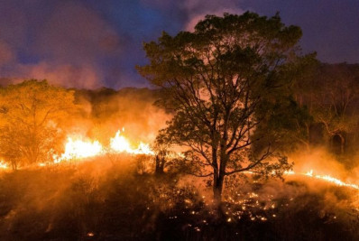 Desmatamento na Amazônia caiu 66% em julho, mês de alta destruição