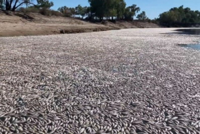 Vídeo: milhões de peixes mortos bloqueiam parte de rio na Austrália
