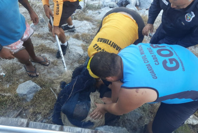 Capivara é flagrada ‘curtindo’ Praia do Forte, em Cabo Frio, e precisa ser resgatada
