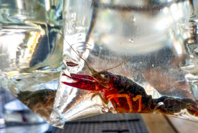 Brasil tem mais de 270 animais exóticos que ameaçam biodiversidade