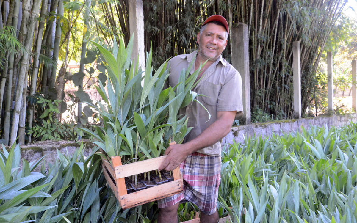Mag&eacute; distribui mudas para incentivar produtores rurais - Gilson Costa Jr/Divulga&ccedil;&atilde;o