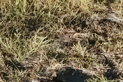 Guarda Municipal de Maricá resgata jiboia e tamanduá-mirim