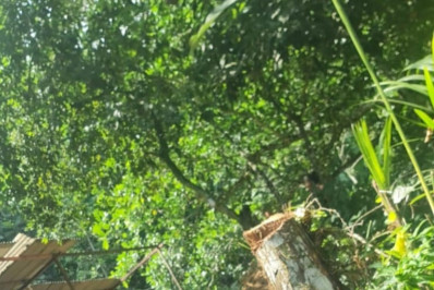 Polícia encontra abertura de estrada e corte de árvores em área de preservação em Angra