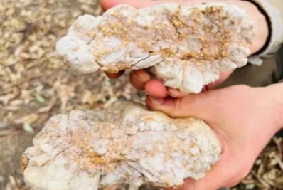 Australiano encontra rocha com ouro avaliada em R$ 830 mil