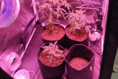 Polícia apreende pés de maconha em Arraial do Cabo