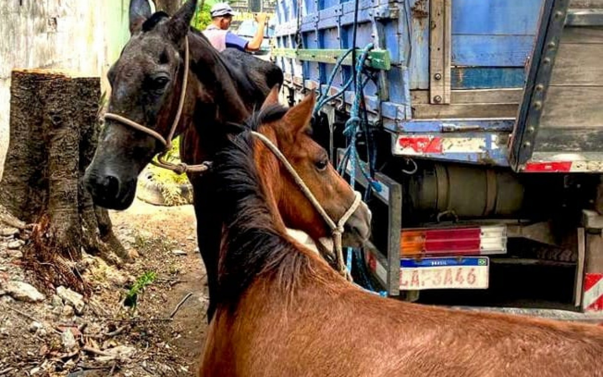 A&ccedil;&atilde;o de resgate de cavalos &eacute; realizada em Meriti
