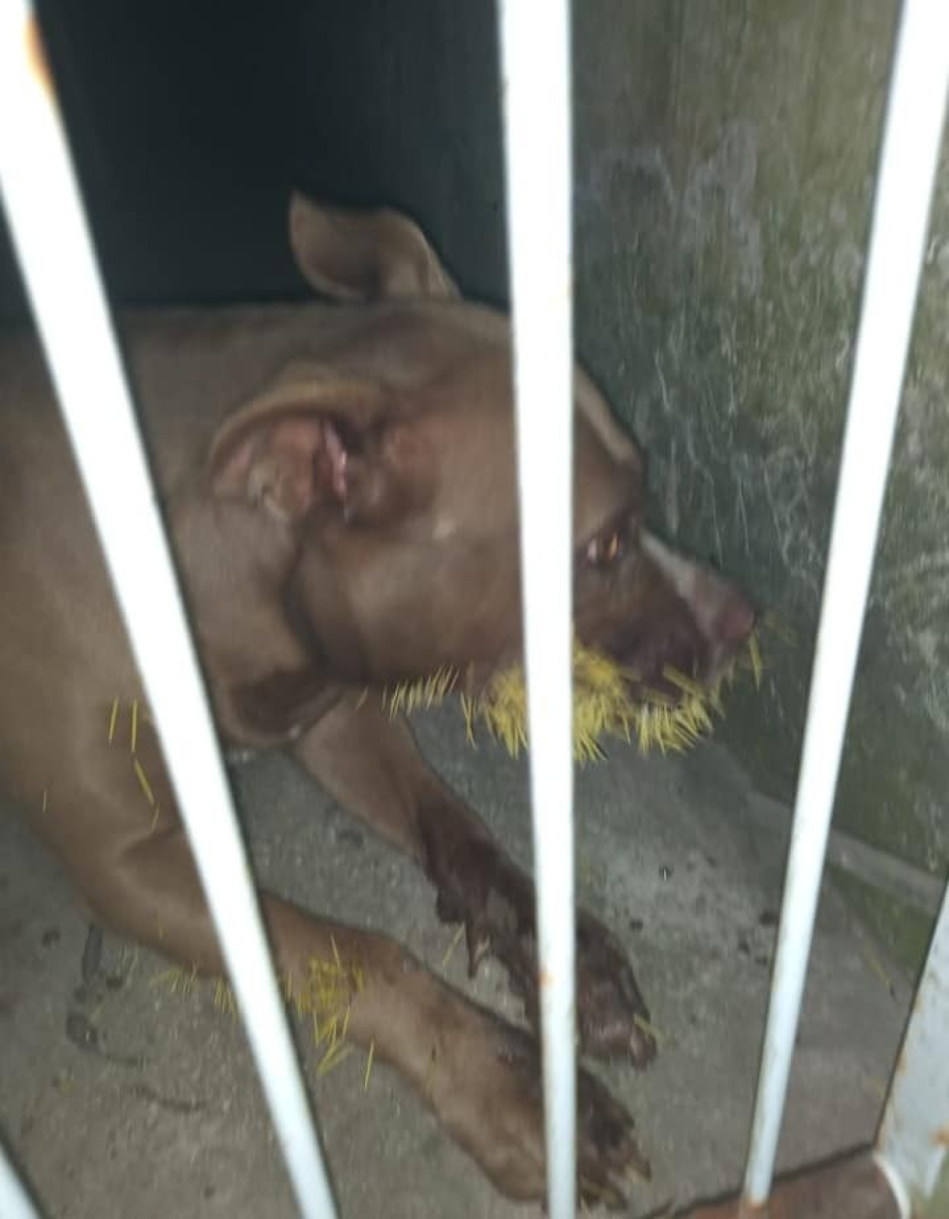 Antes disso, a mulher conseguiu levar Mohana ao veterin&aacute;rio, que realizou a retirada.