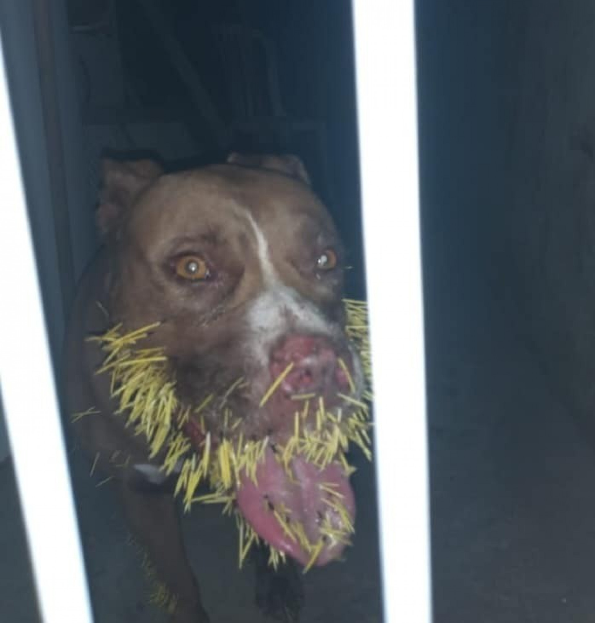 Antes disso, a mulher conseguiu levar Mohana ao veterin&aacute;rio, que realizou a retirada. - Ludmila Lopes (RC24h)