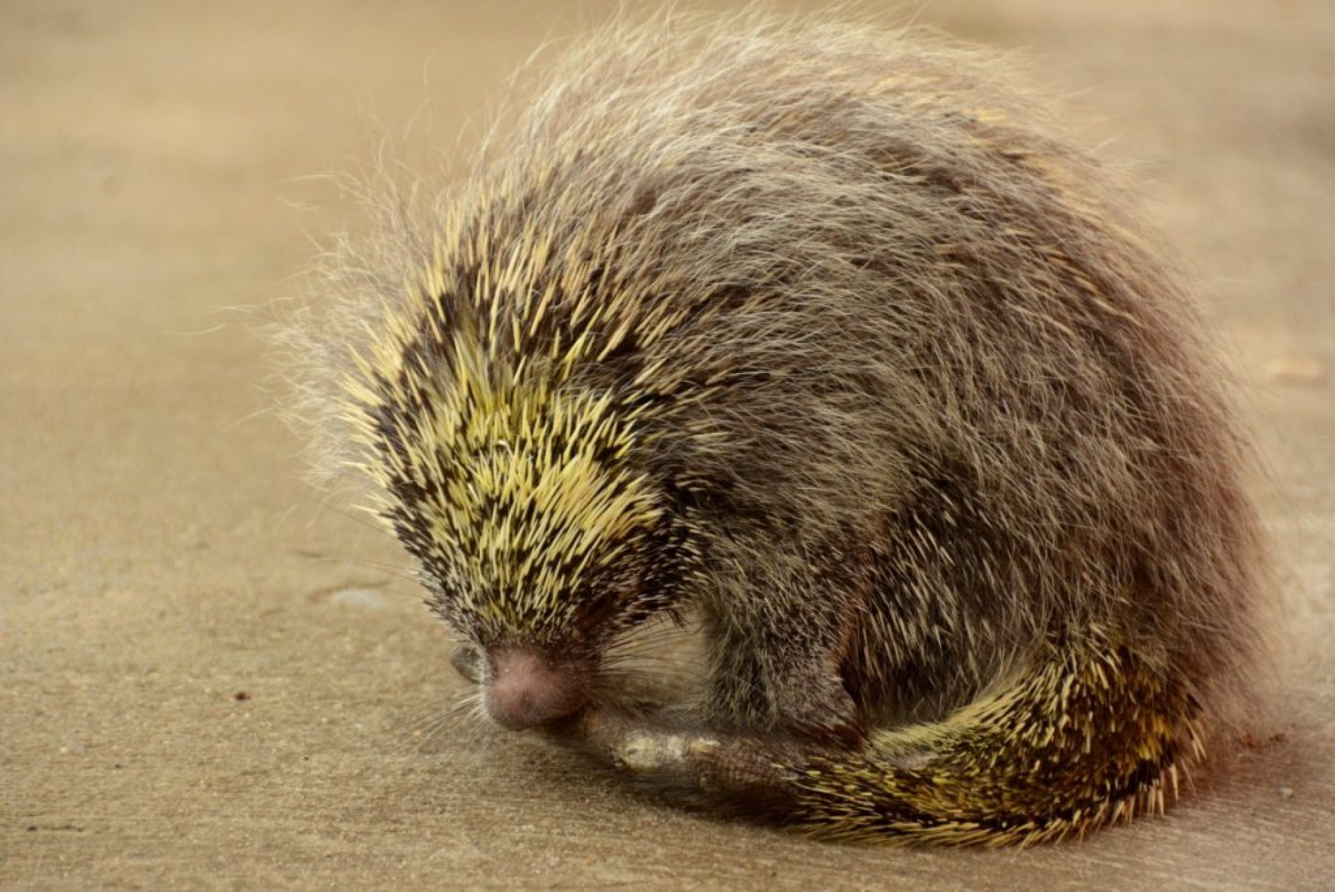 Antes disso, a mulher conseguiu levar Mohana ao veterin&aacute;rio, que realizou a retirada. - Ludmila Lopes (RC24h)