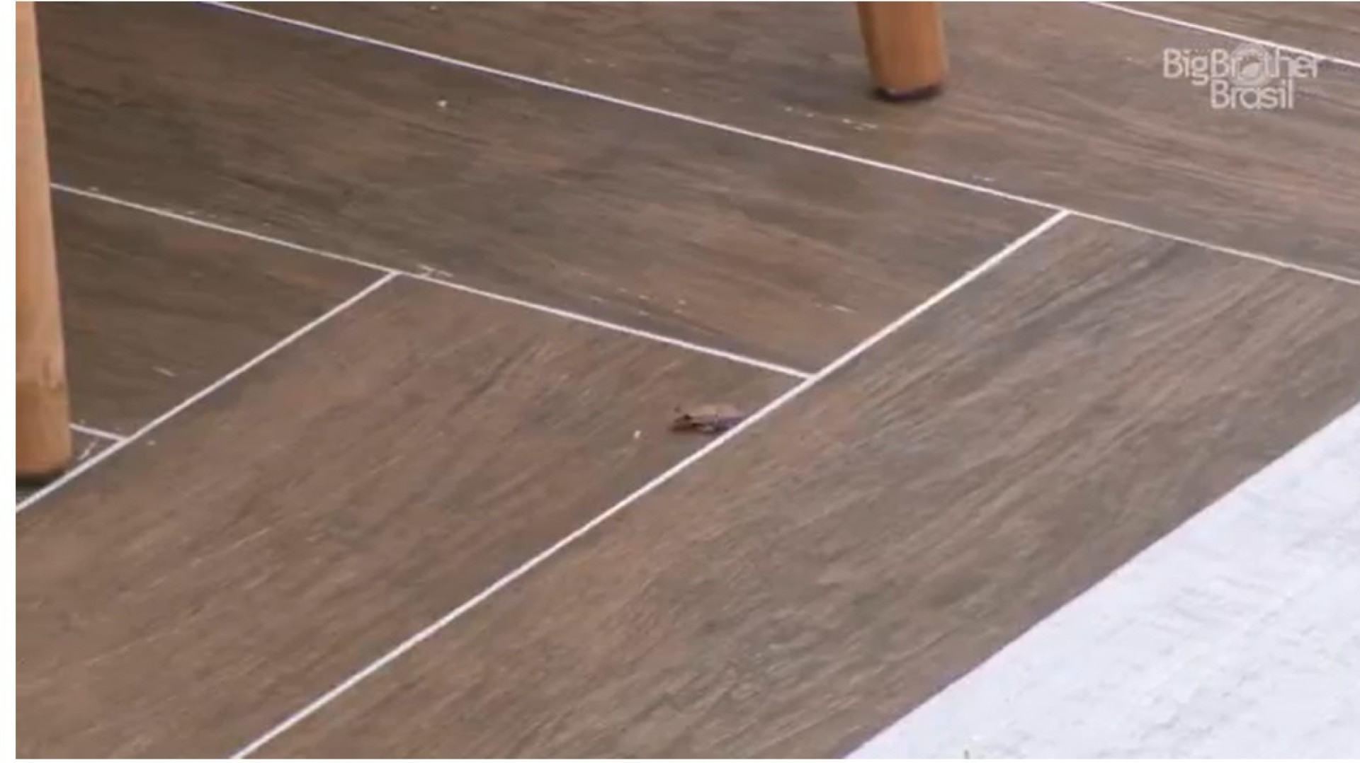 Sapo entra na casa do 'BBB 23'   - Reprodução de vídeo / TV Globo