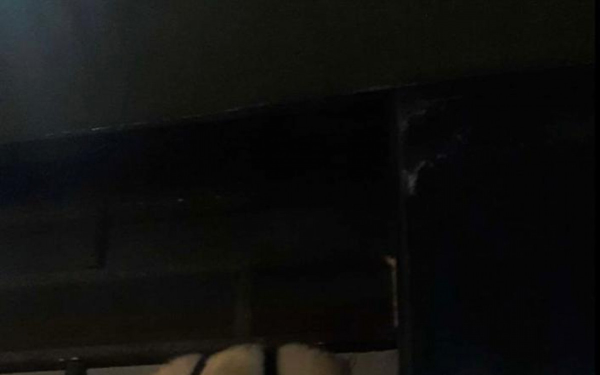 O animal fugiu em dire&ccedil;&atilde;o &agrave; &aacute;rea de mata existente no final da Rua Uruguai
