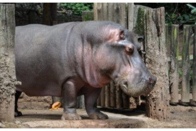 Colômbia monta operação especial para doar hipopótamos