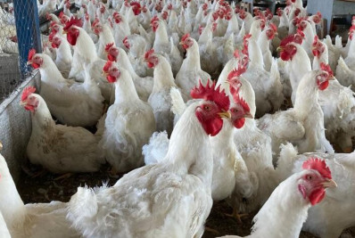 China: morte de mulher é o primeiro caso fatal de gripe aviária