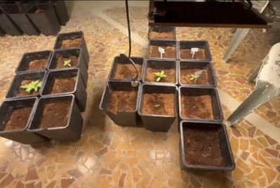 Dois homens são presos por cultivar e comercializar maconha para o tráfico da Zona Norte