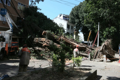 Árvore de quase 30 metros cai e causa grande estrago no Grajaú