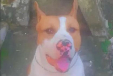 Família acusa policiais civis de matarem cachorro a tiros em São Gonçalo