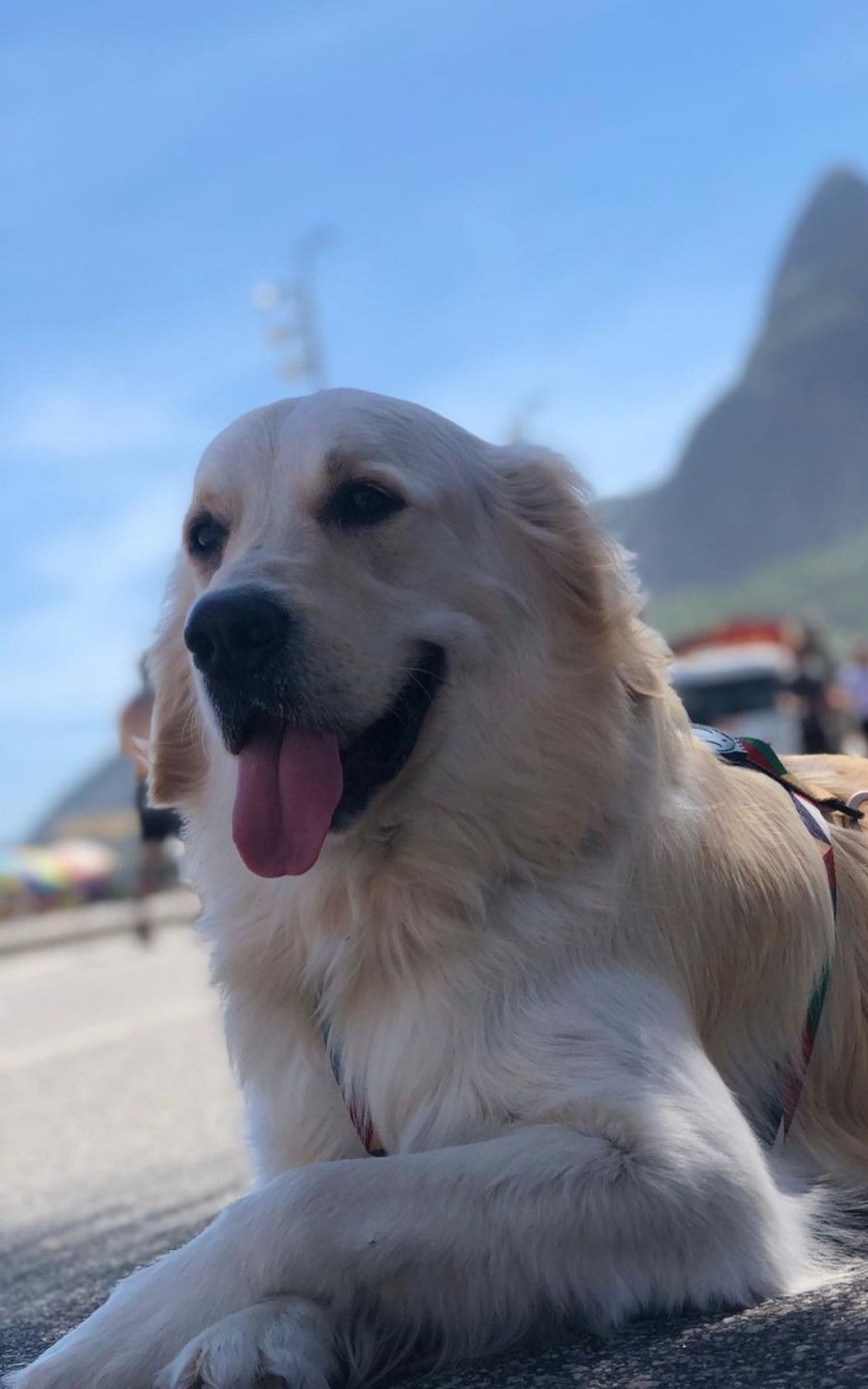 O cãozinho Luck é o xodó da família e segue internado após ser baleado na Zona Norte - Redes Sociais