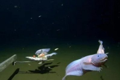 Cientistas registram imagens de peixes na maior profundidade já vista