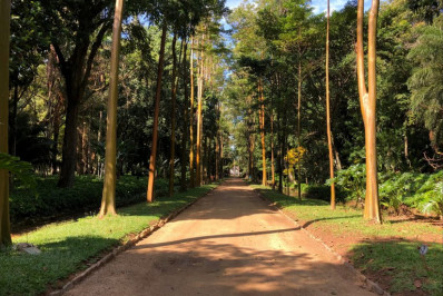 Projeto coordenado pelo Jardim Botânico do Rio vai catalogar toda a diversidade das espécies brasileiras