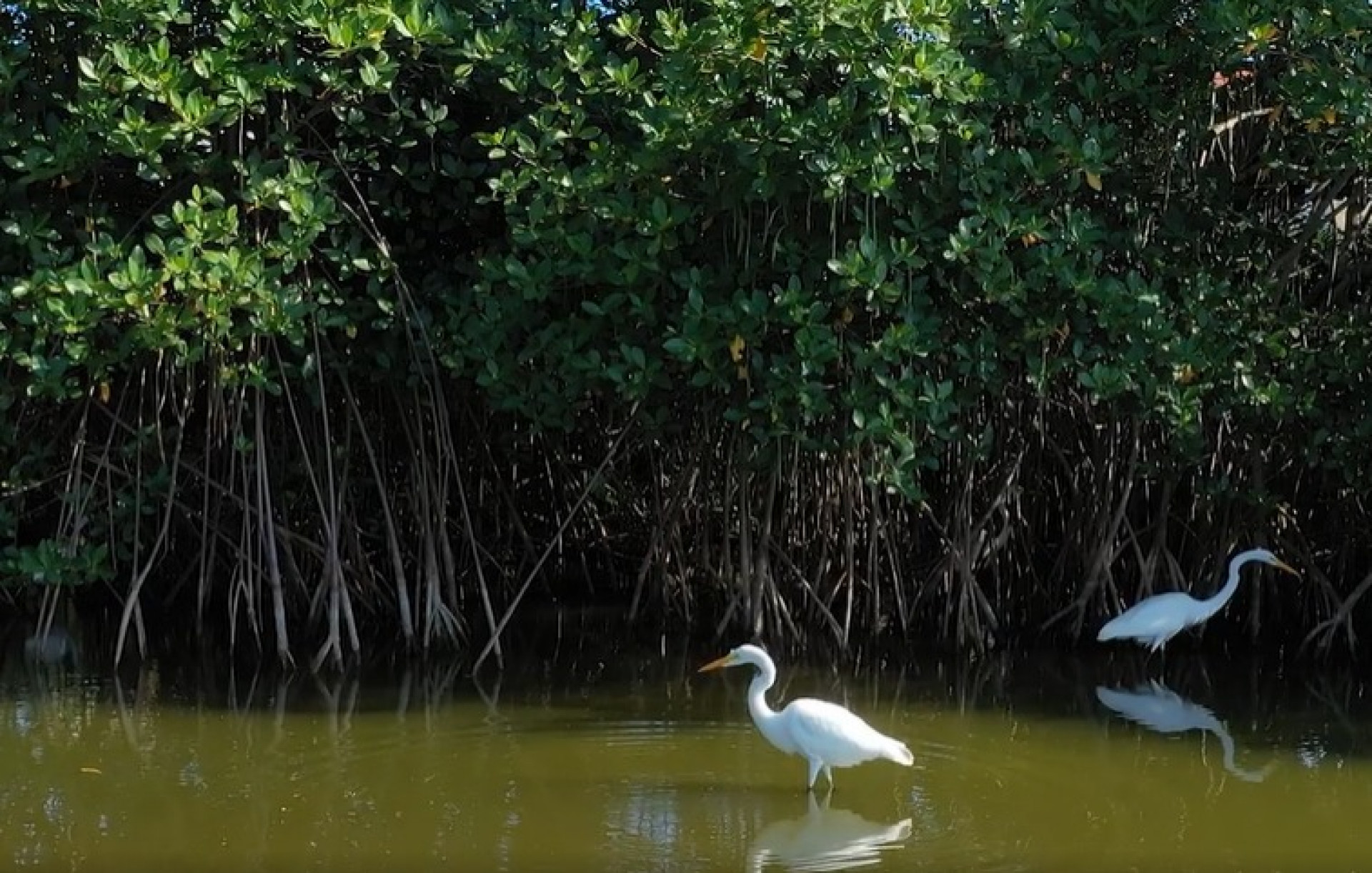Lagoa das Marrecas, em Saquarema, passa por processo de revitalização - Divulgação/Prefeitura de Saquarema