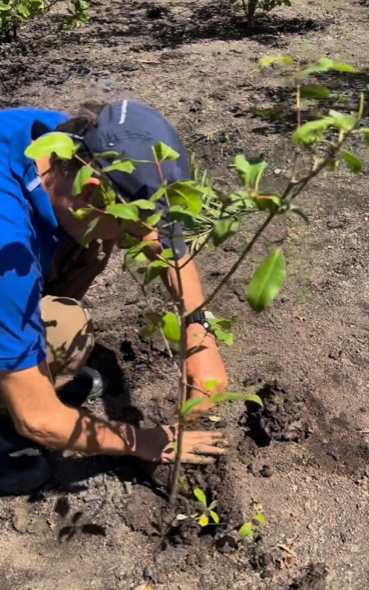 O biólogo Ricardo Gomes planta a muda de número 30,5 mil dias antes de viajar para a ONU e falar do projeto Guanabara Verde - Instituto Mar Urbano - Redes Sociais