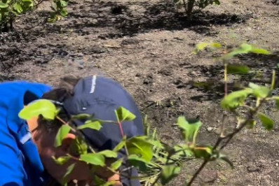 Mais de 30 mil mudas de mangue são plantadas na APA Guapimirim