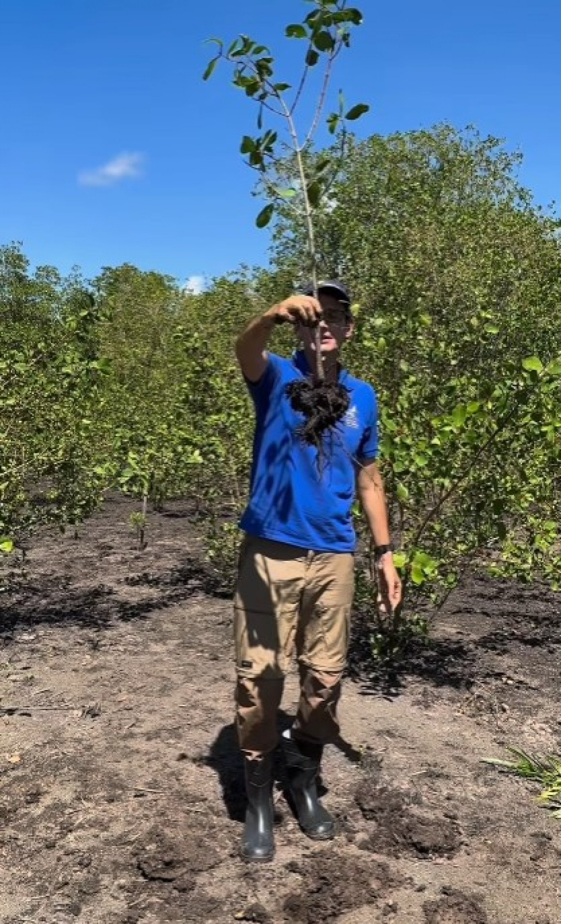 São mais 12 hectares de mangue na APA Guapimirim