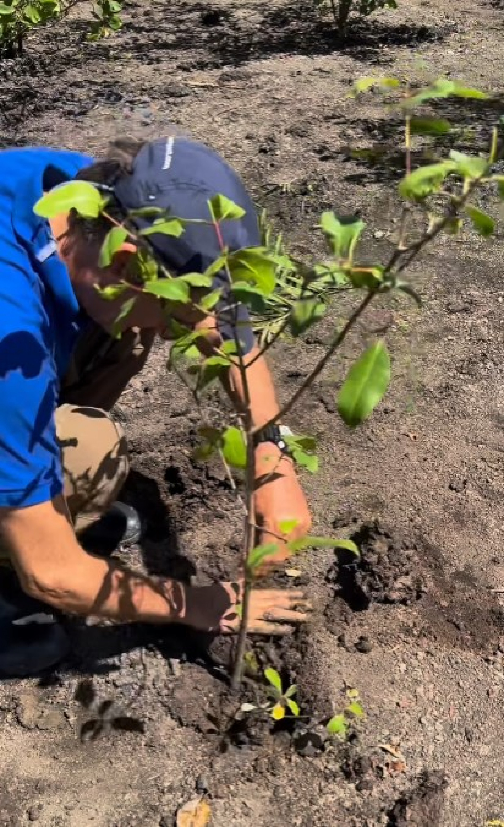 O biólogo Ricardo Gomes planta a muda de número 30,5 mil dias antes de viajar para a ONU e falar do projeto Guanabara Verde