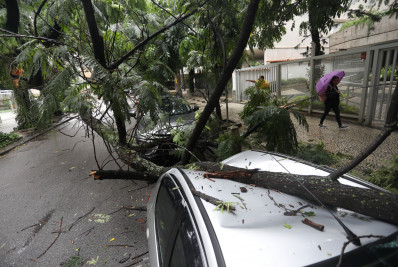 Gari é picado por vespa durante remoção de árvore que caiu na Tijuca