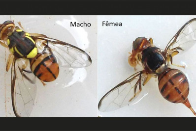 Ministério declara Roraima área de quarentena para mosca da carambola