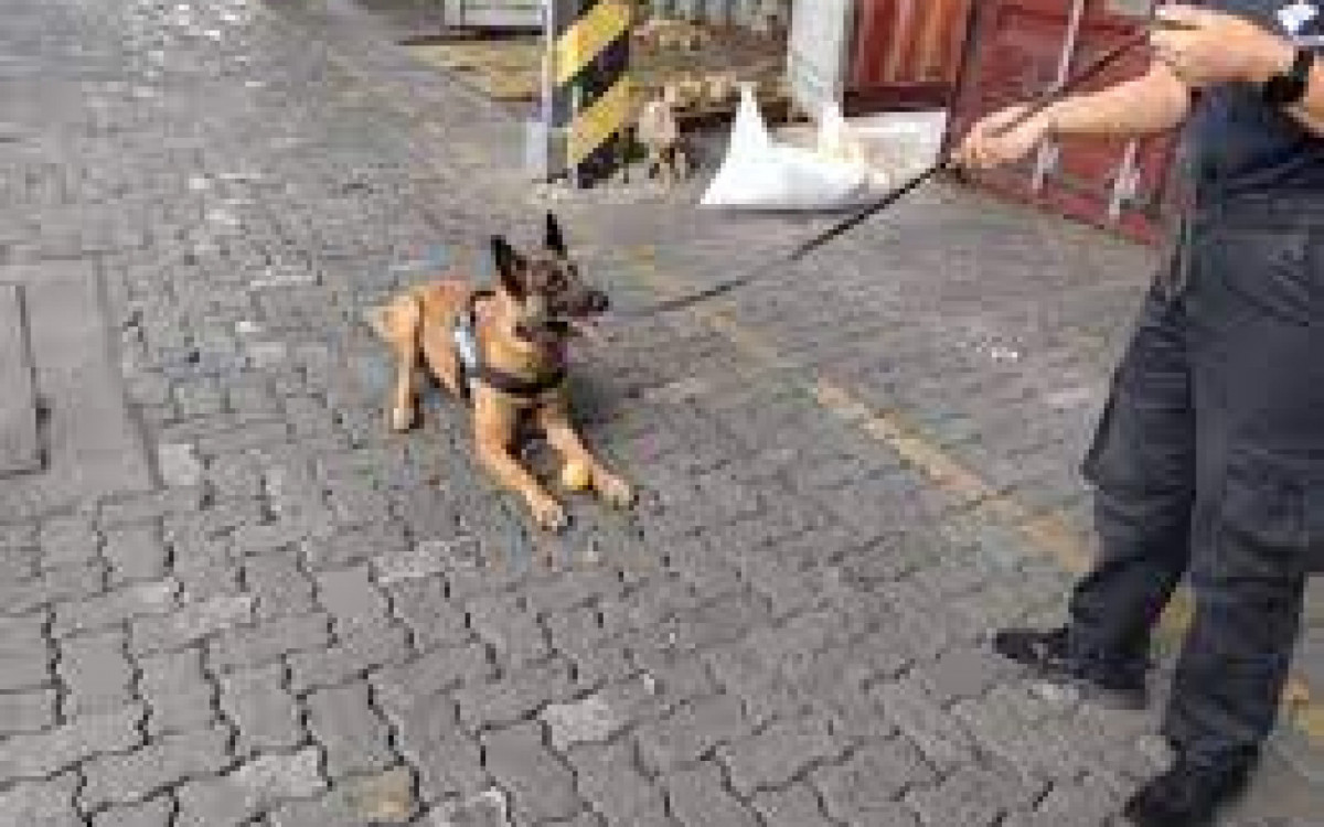 Cachorro encontra 236 kg de coca&iacute;na em carga de bobinas de papel no Porto de Santos