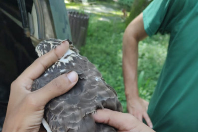 Guarda Ambiental resgata Gavião ferido no bairro Boa Vista II