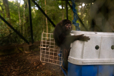 Grupo com oito macacos é levado ao Parque Nacional da Tijuca para ser reintroduzido à natureza