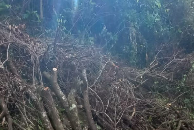 Guarda Ambiental flagra crime de desmatamento no bairro Siderlândia