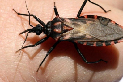 Doença de Chagas mata 10 mil pessoas por ano na América Latina