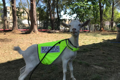 Trabalho animal: cabra é a mais nova contratada
