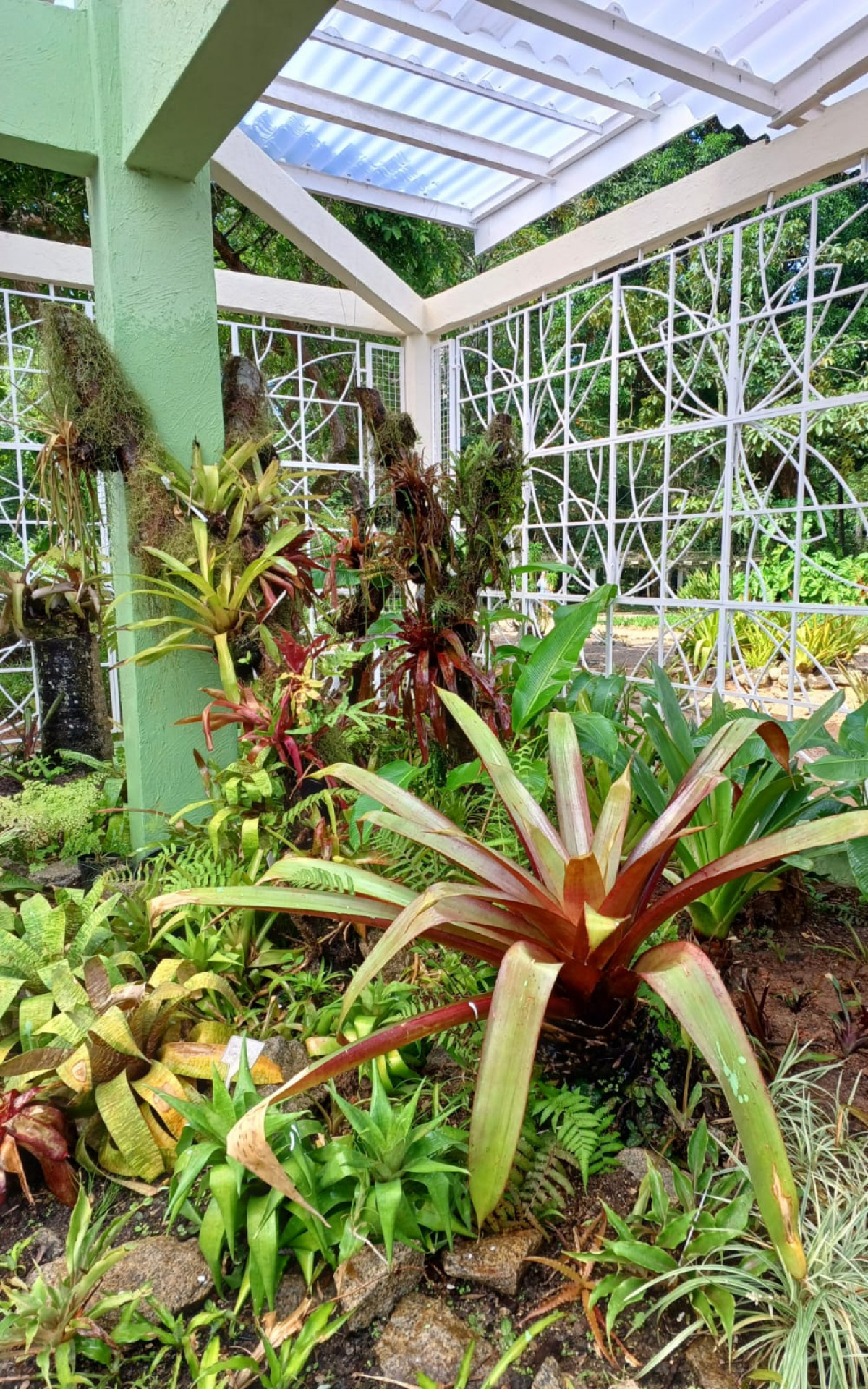  cole&ccedil;&atilde;o de brom&eacute;lias de mais de 100 anos 