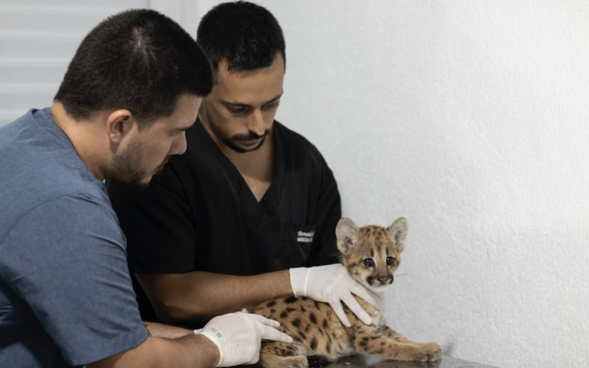 Um filhote de onça-parda (Puma concolor) foi encaminhado para o Asas.