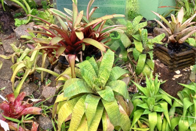 Bromeliário do Jardim Botânico é reaberto para visitação