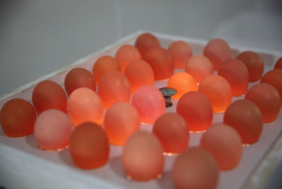 Prefeitura de Caxias lança unidade de beneficiamento de ovos