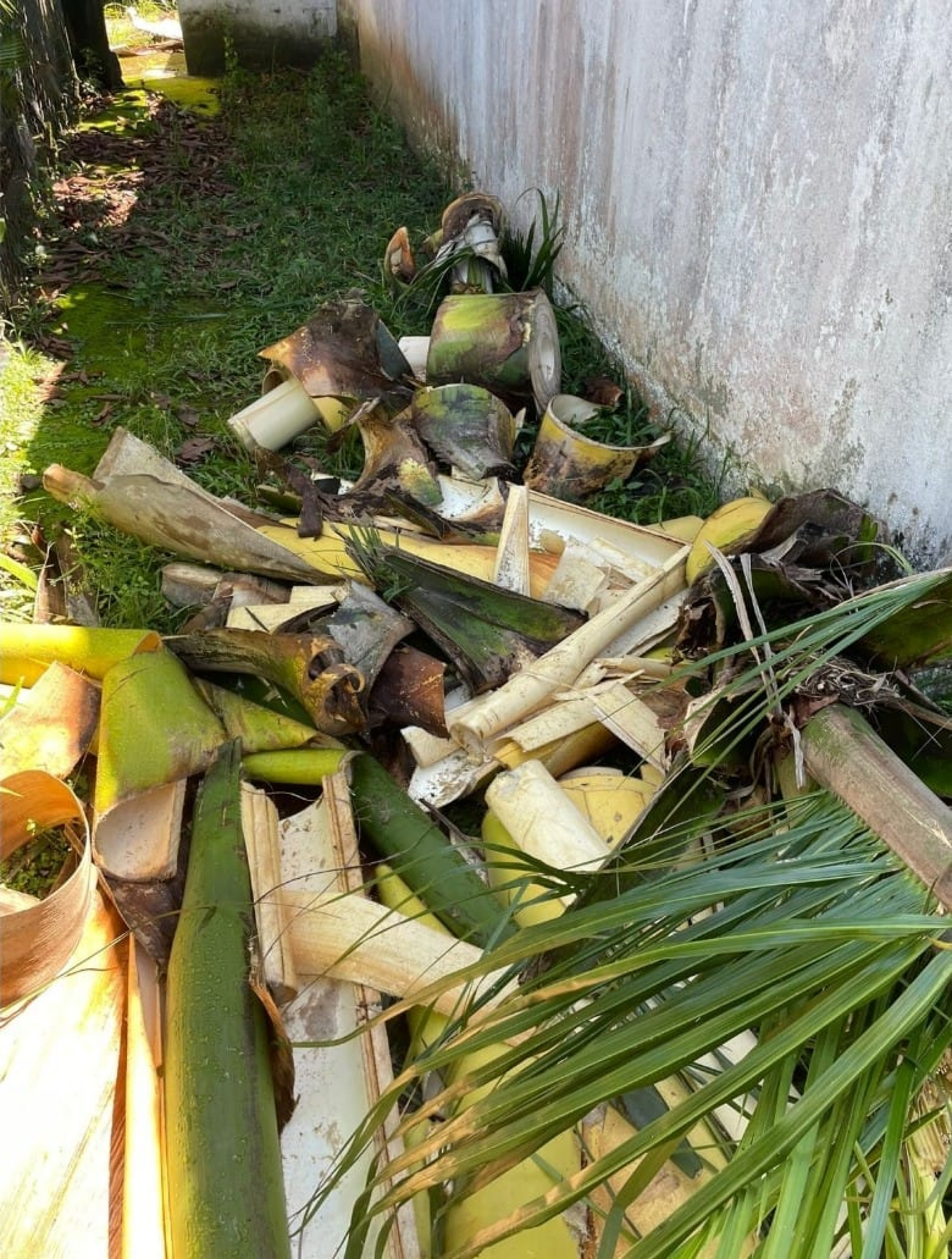 Corte de Palmeiras em Paraty crime ambiental