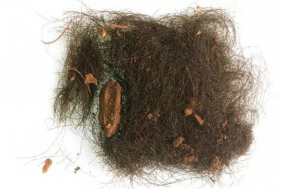 Humanos já usavam drogas alucinógenas há três mil anos, aponta estudo