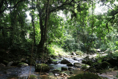 Projetos privados mantêm reservas ecológicas na Mata Atlântica